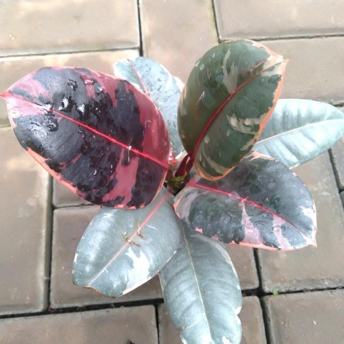 Terlaris Tanaman Hias Ficus Ruby Burgundy Variegata / Ficus Elastica Varigata