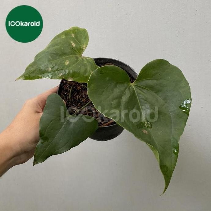Terlaris Tanaman Hias Anthurium Pterodactyl
