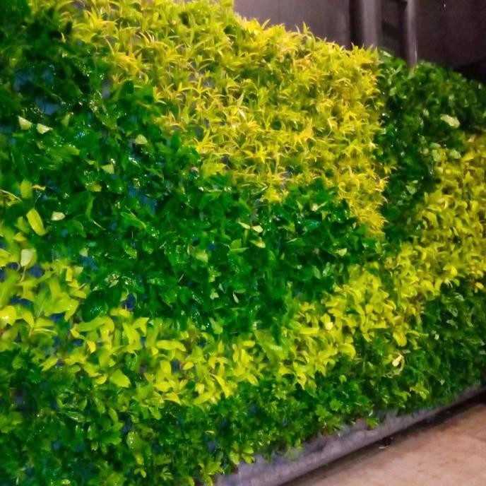 Terlaris Paket 200 Tanaman Hias Vertical Garden / Paketan Pohon Vertical Garden