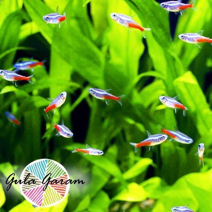 Terlaris Paket Koloni (Isi 10) Neon Tetra Ikan Hias Aquascape Hiasan Dekorasi Aquarium Tanaman Air