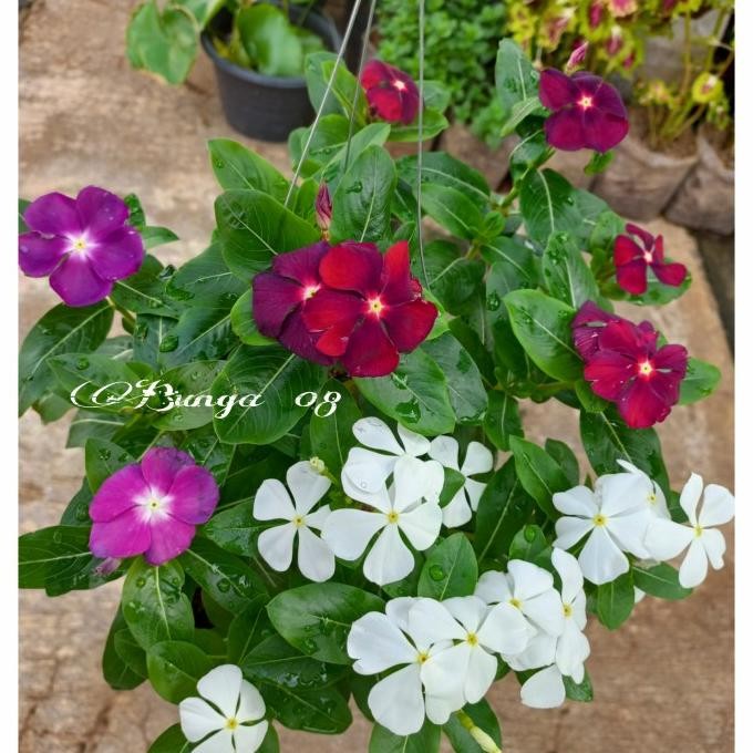 Terlaris Tanaman Hias Gantung Bunga Vinca Mix Colour