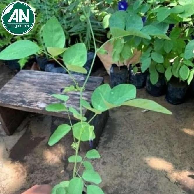 bibit tanaman telang biru, bibit bunga telang biru.