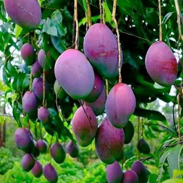 Bibit Tanaman Mangga Irwin Siap Berbuah Pohon Mangga Ungu Super Hasil PREMIUM