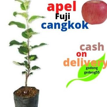 VIRAALL Bibit Apel Fuji Merah cangkok benih pohon tanaman buah buahan PREMIUM