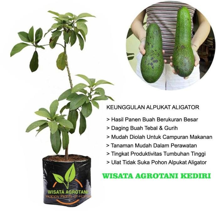 PAKET 10 POHON ALPUKAT ALATOR/ BIBIT BUAH ALPUKAT CANGKOK/ TANAMAN PREMIUM