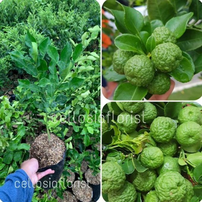 Bibit Tanaman Buah Jeruk Purut Okulasi Cepat Berbuah pohon hidup NNNN PREMIUM