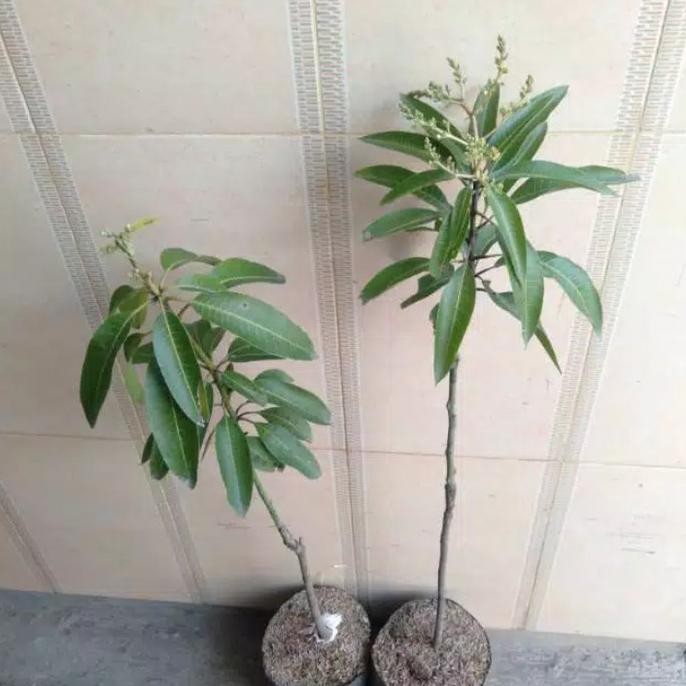 TANAMAN BUAH MANGGA ALPUKAT TANAMAN BUAH DALAM POT WISATA AGROTANI PREMIUM