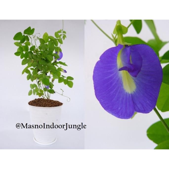 New Tanaman Herbal Telang Biru - Bibit Tanaman Obat Telang Biru -