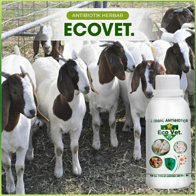 New Beli 3 Gratis 1 - Ecovet Vitamin Nutrisi Antibiotik Hewan Ternak Ayam Sapi Kambing Domba Babi Sa
