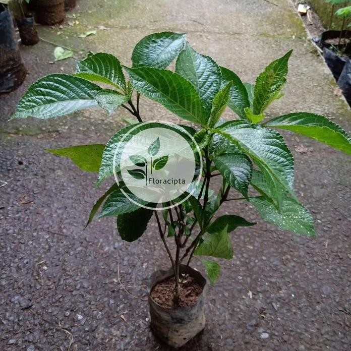 

Terlaris Bibit Pohon Keji Beling - Pecah Beling/Tanaman Keji Beling Herbal