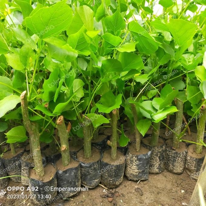 

Terlaris Bibit Dadap Serep Atau Dadap Srep Tanaman Herbal Murah