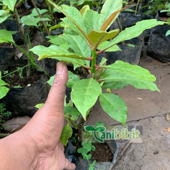 

Terlaris Bibit Pohon Jarum Tujuh 7 Bilah - Tanaman Daun Obat Herbal