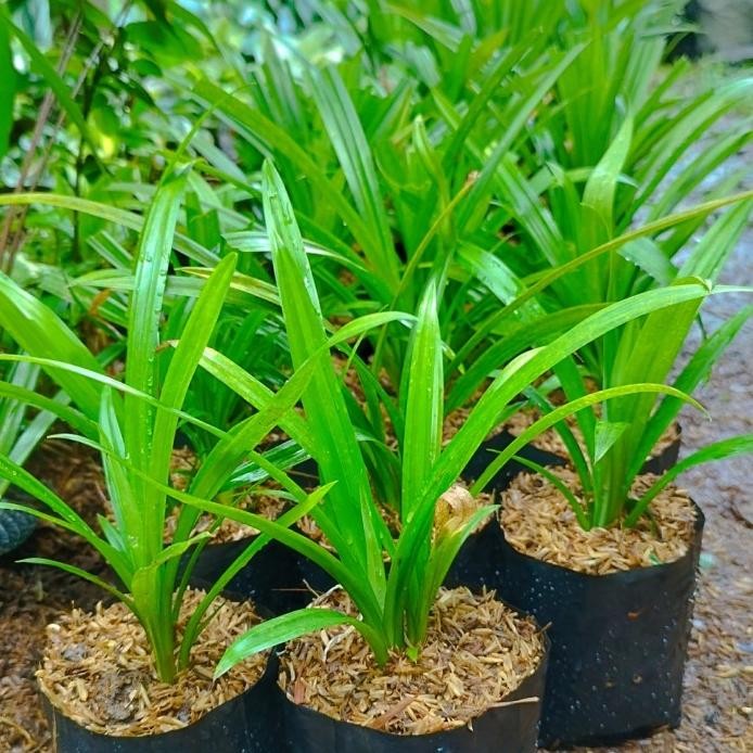 

Terlaris Bibit Tanaman Hias Pandan Wangi | Tanaman Pandan Wangi Tanaman Herbal
