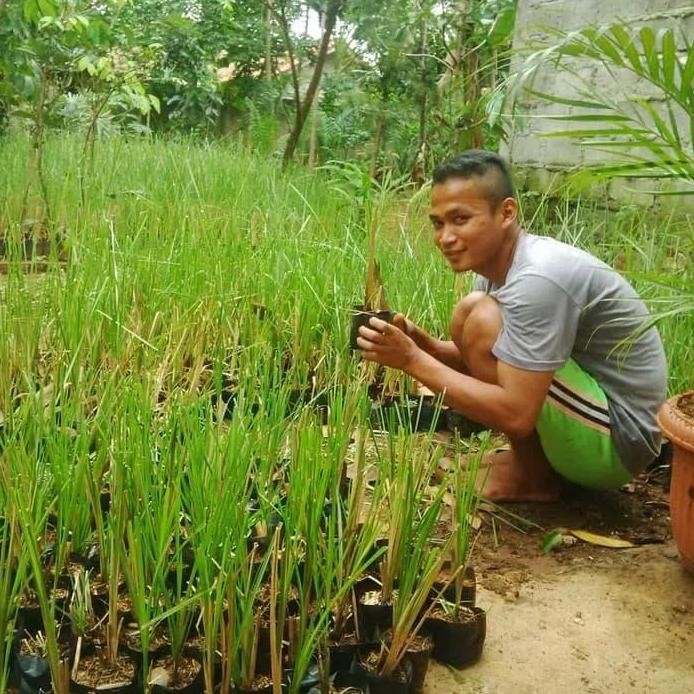 

Terlaris Tanaman Herbal Akar Wangi Anti Longsor - Tanaman Vetiver Akar Wangi