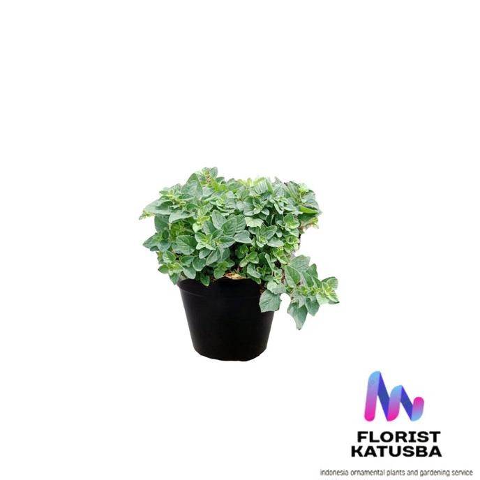 

Terlaris Tanaman Daun Herbal Oregano Tanaman Daun Rempah