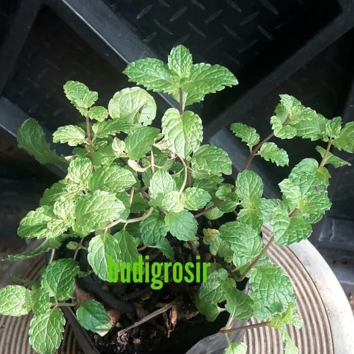 

Terlaris Tanaman Daun Mint Herbal ( Bukan Biji ) Ukuran Medium