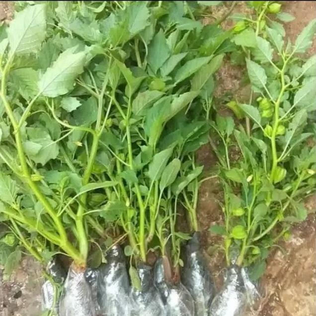 

Terlaris Pohon Cecendet Tanaman Herbal Pohon Ciplukan