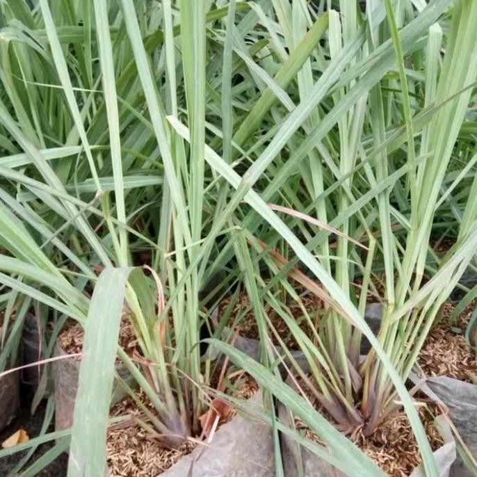

Terlaris Tanaman Herbal Sereh Wangi