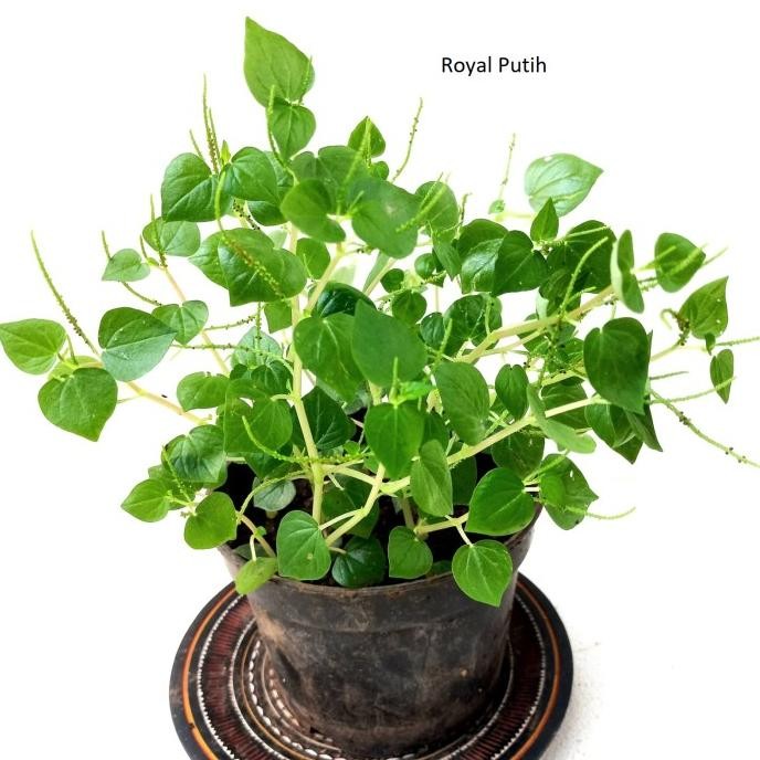 

Terlaris Tanaman Herbal Daun Suruhan / Sirih Cina