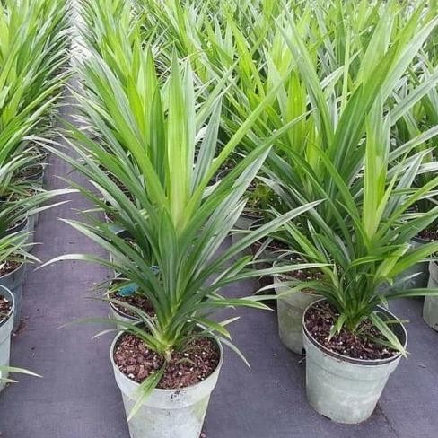 

Terlaris Bibit Tanaman Pandan Wangi - Tanaman Herbal Dan Bumbu Masakan