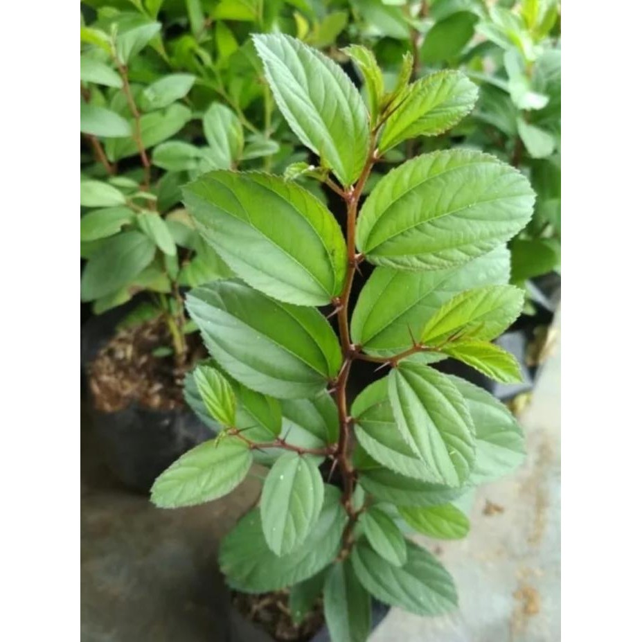 

Terlaris Bidara Arab Ukuran 20 Cm Tanaman Pengusir Jin Dan Herbal Berkhasiat