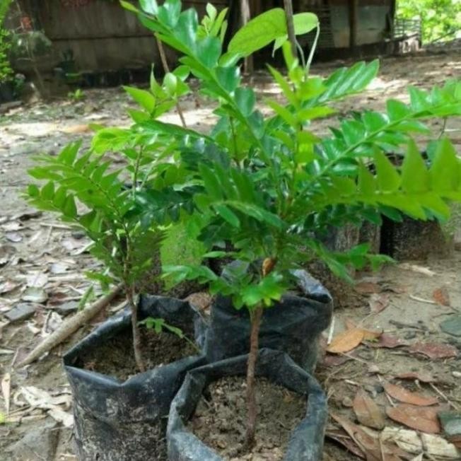 

Terlaris Bibit Tanaman Herbal Seligi Bonsai Sligi Phyllanthus Buxifolius