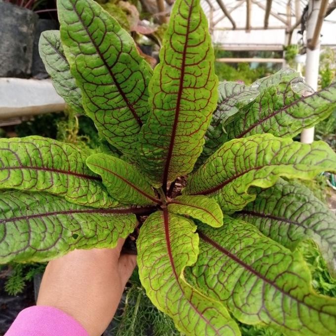 

Terlaris Tanaman Sayur Herbal Red Sorel/Sorel