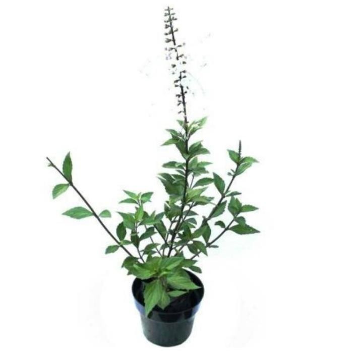 

Terlaris Tanaman Herbal Kumis Kucing Rimbun