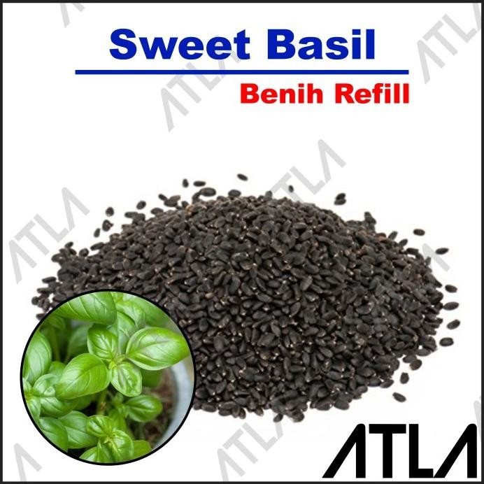 

Terlaris Benih Sweet Basil Genovase 200 Biji Bibit Tanaman Herbal Refill