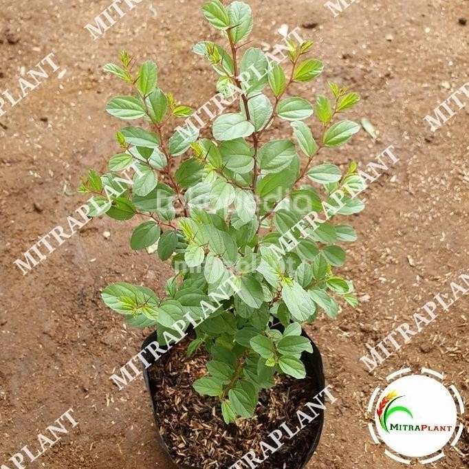 

Terlaris Bibit Pohon Bidara - Tanaman Daun Biadara Arab Sidr - Tanaman Herbal