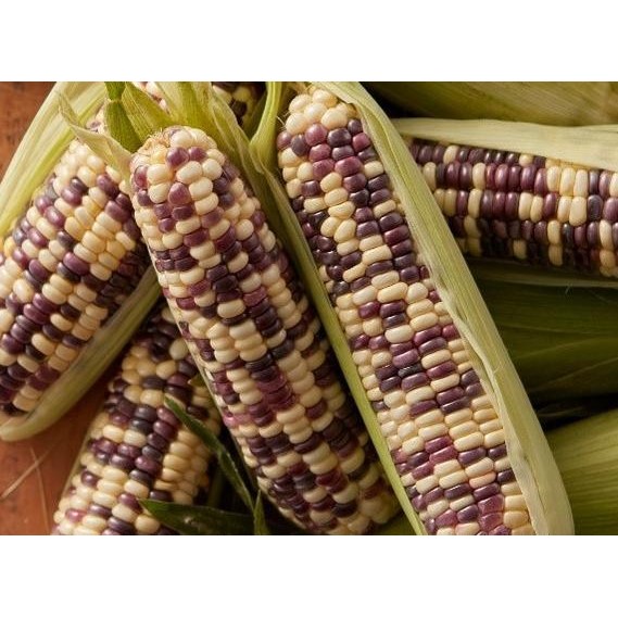Benih Bibit Biji - Jagung Pulut Batik Bicolor Ungu Putih Corn Seeds murah