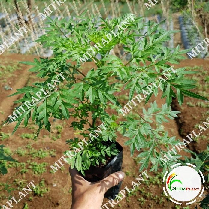 

Terlaris Bibit Tanaman Daun Kenikir - Pohon Ulam Raja/Ramidang - Tanaman Herbal