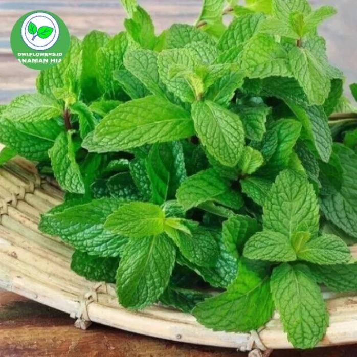 

Terlaris Tanaman Herbal Daun Mint Segar Pohon Mintz Tanaman Hidup Daun Mint