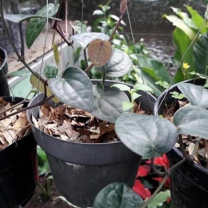 

Terlaris Ind4K Bibit Tanaman Daun Sirih Hitam (Obat Herbal) Bibit Buah!