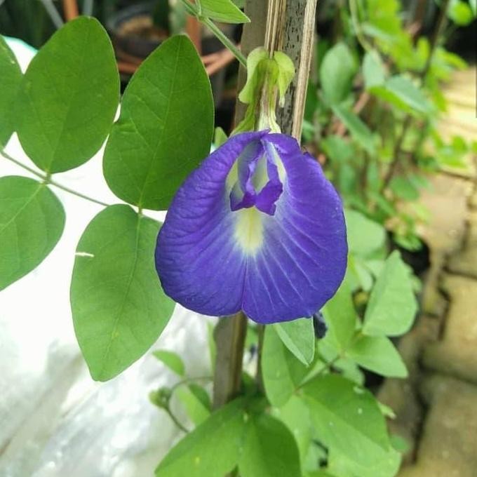 

Terlaris Tanaman Herbal Bunga Telang - Kembang Teleng