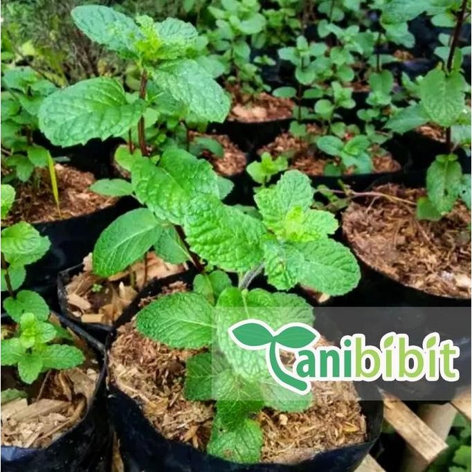 

Terlaris Bibit Tanaman Daun Mint - Daun Spearmint - Mentha - Herbal