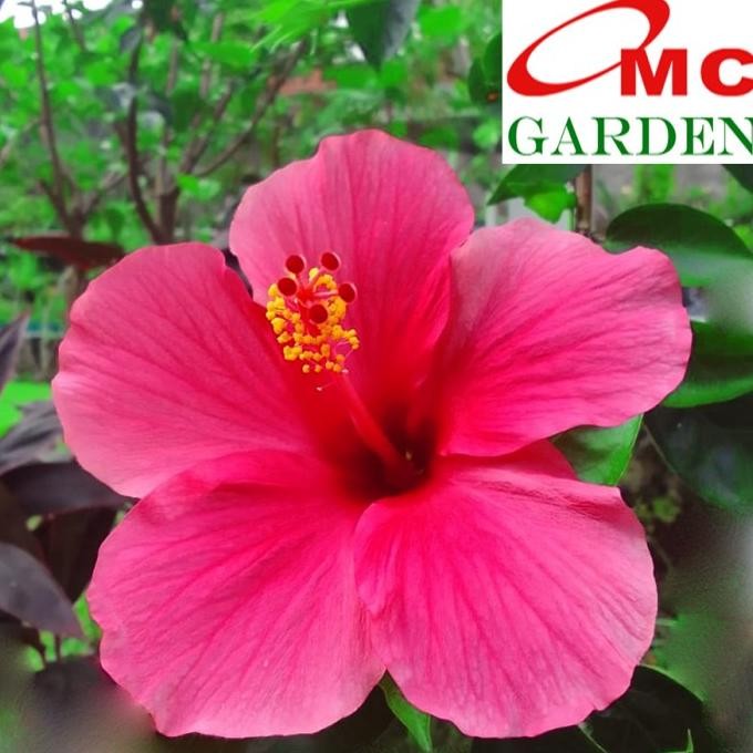 

Terlaris Bunga Kembang Sepatu Biji Tanaman Obat Herbal Organik Segar 1 Tangkai