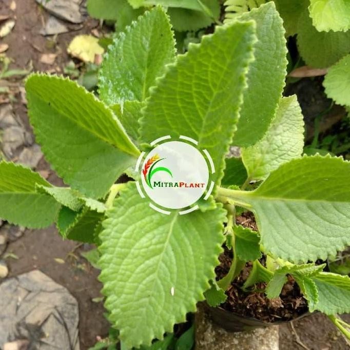 

Terlaris Bibit Tanaman Daun Jinten Putih - Pohon Bangun-Bangun - Tanaman Herbal