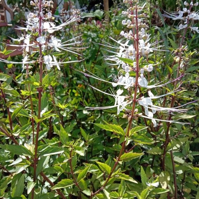 

Terlaris Tanaman Herbal Kumis Kucing Bunga Putih