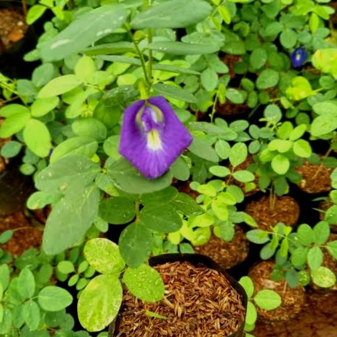 

Terlaris Tanaman Obat Herbal Kembang Telang