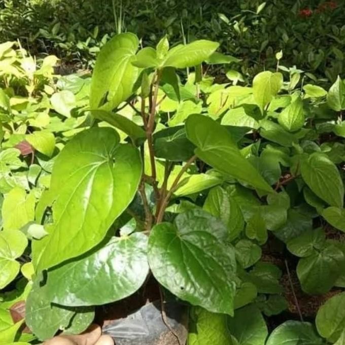 

Terlaris Bibit Tanaman Herbal Sirih Hijau/Tanaman Obat
