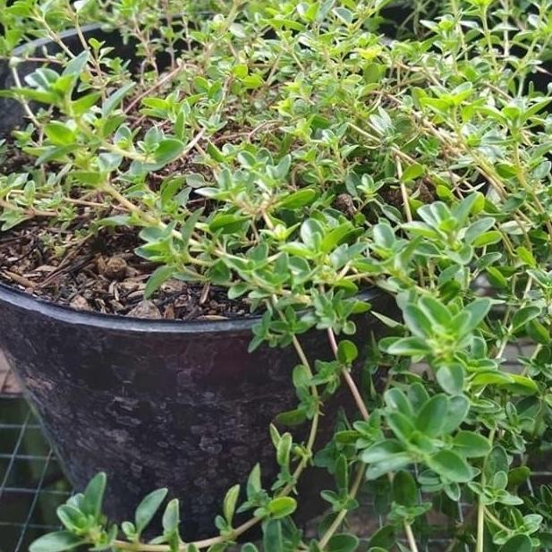 

Terlaris Tanaman Bumbu Thyme / Herbal / Bumbu Masakan + Pot