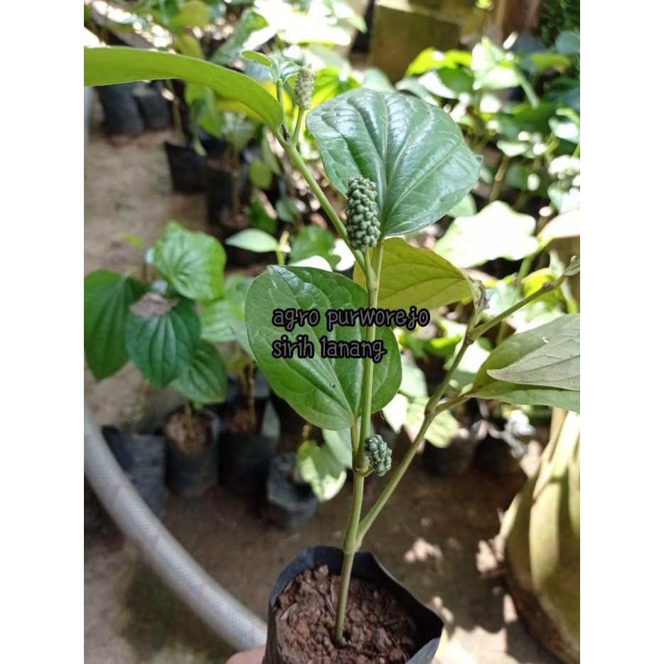 

Terlaris Bibit Tanaman Herbal Sirih Lanang/Suruh Lanang/Cabean/Karok Hargamurah