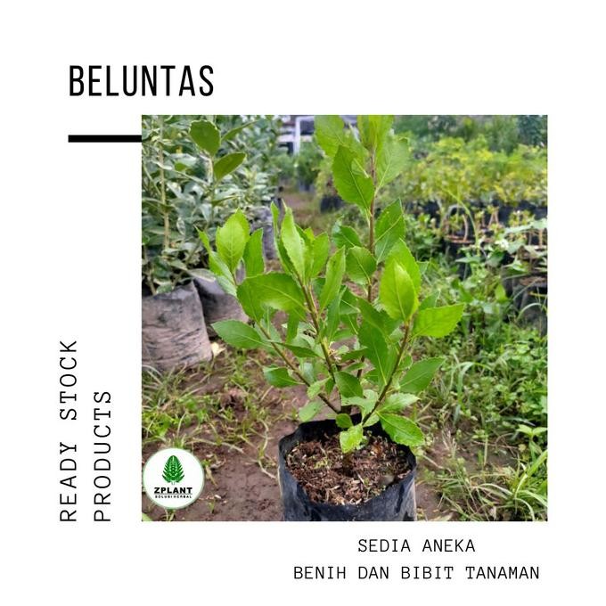 

Terlaris Bibit Tanaman Herbal Beluntas Lenabeau - Pohon Daun Lematosa
