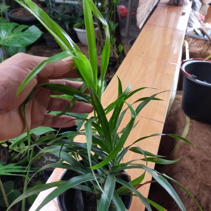 

Terlaris Tanaman Suji/Tanaman Herbal