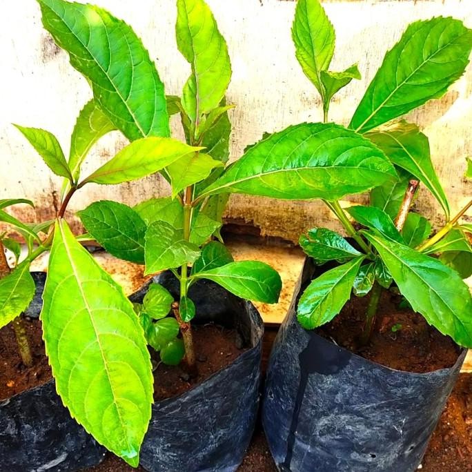 

Terlaris Bibit Tanaman Herbal Senggugu/Bibit Tanaman Daun Senggugu/Srigunggu