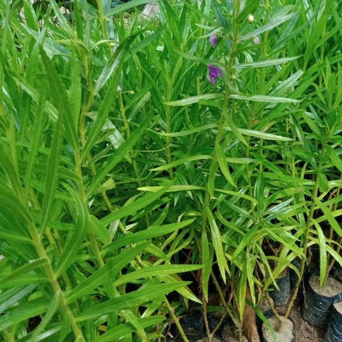 

Terlaris Bibit Tanaman Bunga Lavender Pengusir Nyamuk Bibit Tanaman Herbal