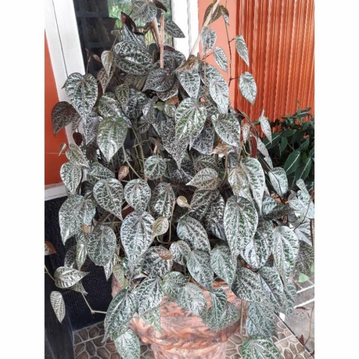 

Terlaris Sirih Merah - Obat Herbal Sirih Merah - Herbal - Bibit Tanaman - Daun