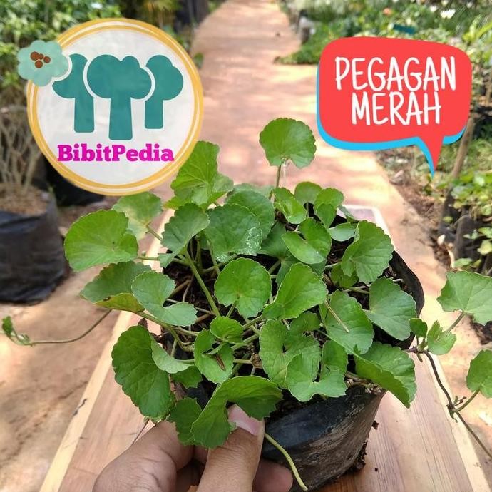 

Terlaris Tanaman Herbal Pegagan Merah , Nutrisi Otak Bagus Bagi Anak