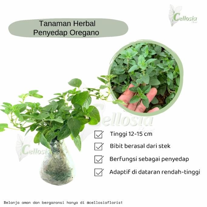 

Terlaris Tanaman Herbal Rempah Oregano Netipella